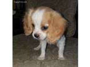 Cavalier King Charles Spaniel Puppy for sale in Denton, TX, USA