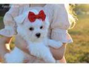 Maltese Puppy for sale in Howe, OK, USA