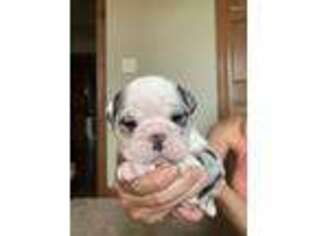 Bulldog Puppy for sale in Seward, NE, USA
