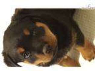 Rottweiler Puppy for sale in Peoria, IL, USA