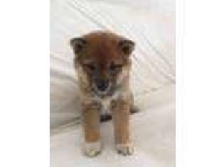 Shiba Inu Puppy for sale in New Smyrna Beach, FL, USA