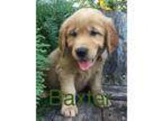 Golden Retriever Puppy for sale in Cross Hill, SC, USA