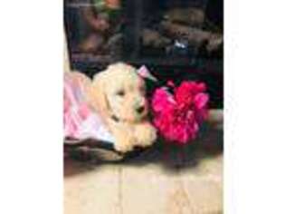 Goldendoodle Puppy for sale in Edmond, OK, USA