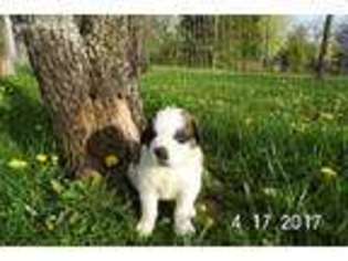 Saint Bernard Puppy for sale in Covington, OH, USA