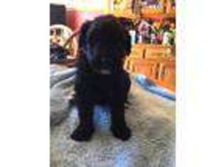 Newfoundland Puppy for sale in Platte City, MO, USA