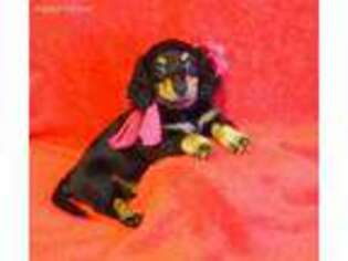 Dachshund Puppy for sale in Hooks, TX, USA