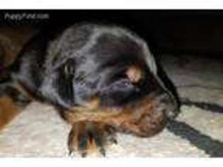 Doberman Pinscher Puppy for sale in Lebanon, PA, USA