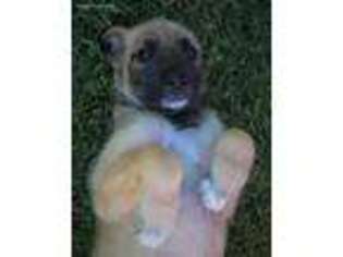 Irish Wolfhound Puppy for sale in Morrison, IL, USA