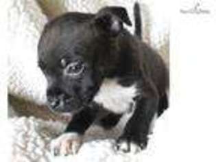 Staffordshire Bull Terrier Puppy for sale in College Station, TX, USA