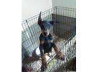 Doberman Pinscher Puppy for sale in Salem, IN, USA
