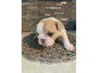 Bulldog Puppy for sale in Endicott, NY, USA