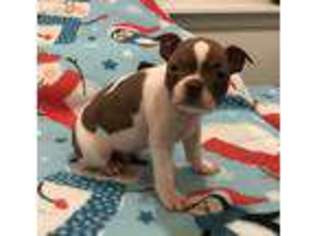 Boston Terrier Puppy for sale in Salem, MO, USA