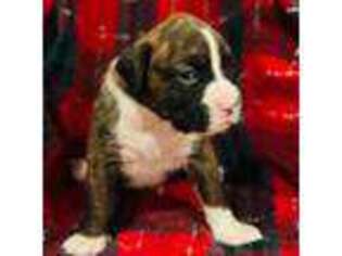 Boxer Puppy for sale in Ogdensburg, NY, USA