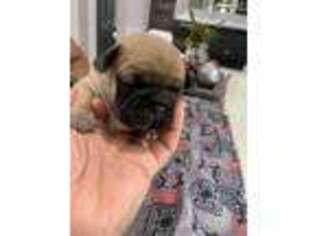French Bulldog Puppy for sale in Bronx, NY, USA