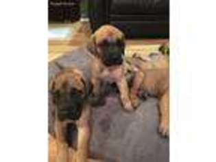 Great Dane Puppy for sale in Centereach, NY, USA