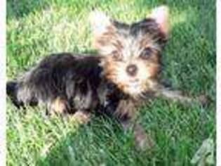 Yorkshire Terrier Puppy for sale in PITTSBURGH, PA, USA