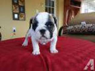 Bulldog Puppy for sale in SHIRLEY, IN, USA