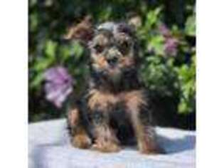 Yorkshire Terrier Puppy for sale in Villa Park, IL, USA