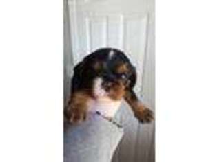 Cavalier King Charles Spaniel Puppy for sale in Ashland City, TN, USA