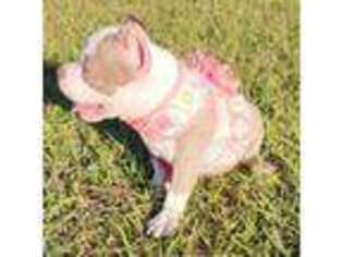 Bulldog Puppy for sale in Zephyrhills, FL, USA