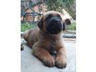 Mutt Puppy for sale in SPRING GROVE, PA, USA