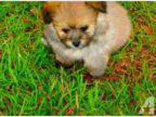 Pomeranian Puppy for sale in LYMAN, SC, USA