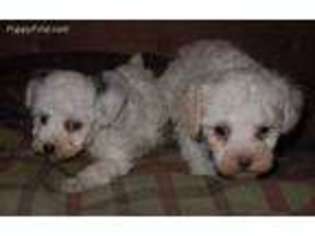 Mutt Puppy for sale in Blaine, WA, USA