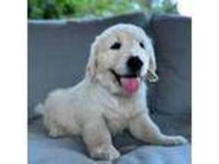Golden Retriever Puppy for sale in Portland, OR, USA