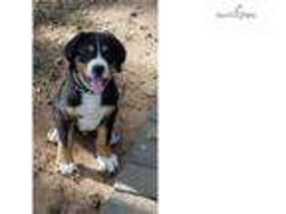 Greater Swiss Mountain Dog Puppy for sale in Greenville, SC, USA
