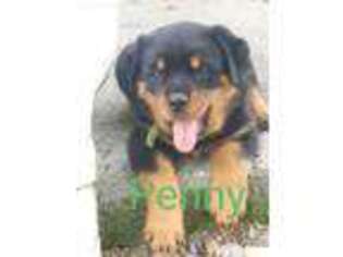 Rottweiler Puppy for sale in Robesonia, PA, USA