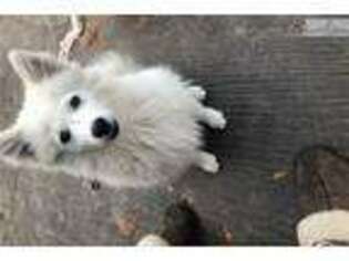 American Eskimo Dog Puppy for sale in Los Angeles, CA, USA