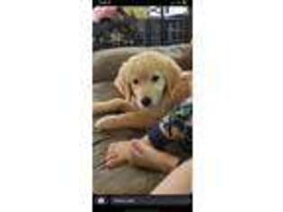 Golden Retriever Puppy for sale in Ethridge, TN, USA