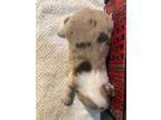 Miniature Australian Shepherd Puppy for sale in Boulder, CO, USA