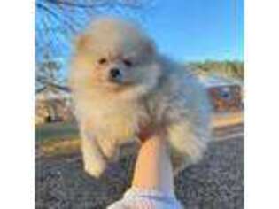 Pomeranian Puppy for sale in Athens, GA, USA