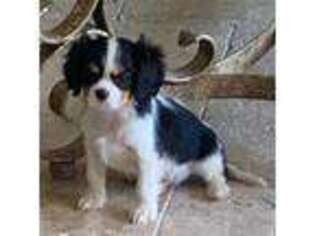 Cavalier King Charles Spaniel Puppy for sale in Mims, FL, USA