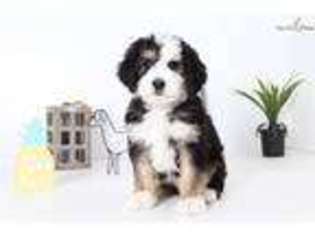Bernese Mountain Dog Puppy for sale in Fort Myers, FL, USA