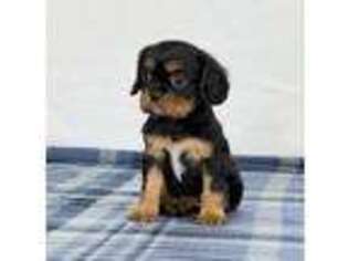Cavalier King Charles Spaniel Puppy for sale in Dalton, OH, USA