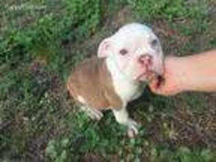 Bulldog Puppy for sale in Albany, TX, USA