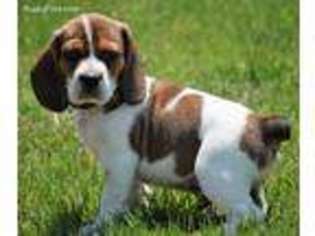 Beagle Puppy for sale in Allenwood, PA, USA