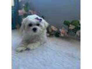 Maltese Puppy for sale in Murrieta, CA, USA