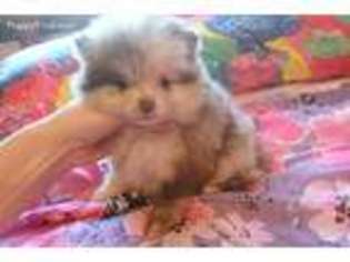 Pomeranian Puppy for sale in Gaffney, SC, USA