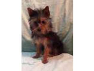 Yorkshire Terrier Puppy for sale in Stumptown, WV, USA