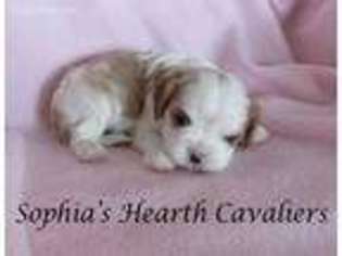 Cavalier King Charles Spaniel Puppy for sale in Flagstaff, AZ, USA