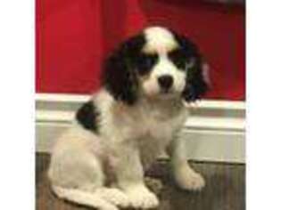 Cavachon Puppy for sale in Fall City, WA, USA