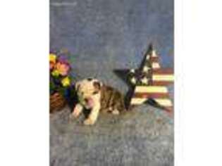 Valley Bulldog Puppy for sale in Topeka, IN, USA
