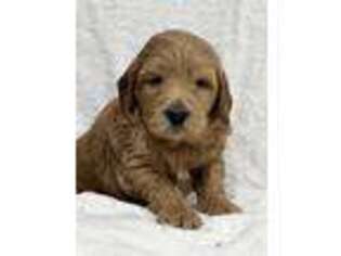 Goldendoodle Puppy for sale in Brockport, NY, USA