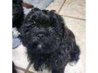Shih-Poo Puppy for sale in Wappingers Falls, NY, USA