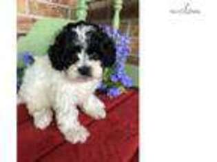 Shih-Poo Puppy for sale in Topeka, KS, USA