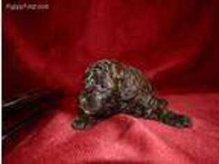 Mutt Puppy for sale in Elizabeth, CO, USA
