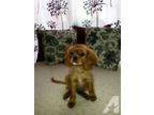 Cavalier King Charles Spaniel Puppy for sale in KILLEEN, TX, USA